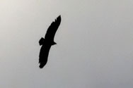 Aegypius monachus