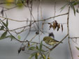 Phylloscopus inornatus