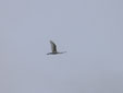 Platalea leucorodia