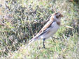 Plectrophenax nivalis