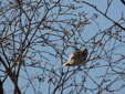 Carduelis flammea