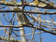 Phylloscopus sibilatrix
