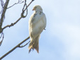 Milvus milvus