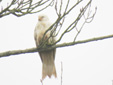 Milvus milvus
