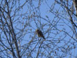 Carduelis flammea