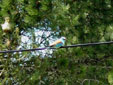 Coracias garrulus