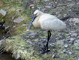 Leucorodia platalea