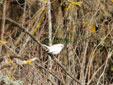 Erithacus rubecula