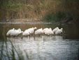 Platalea leucorodia