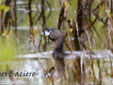 Podilymbus podiceps