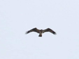 Pandion haliaetus
