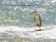 Nycticorax nycticorax