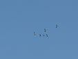 Grus grus