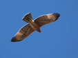 Aquila fasciata