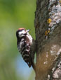 Dendrocopos minor