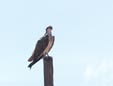 Pandion haliaetus