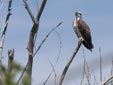 Pandion haliaetus
