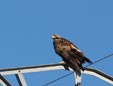 Aquila chrysaetos