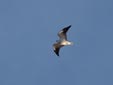 Elanus caeruleus