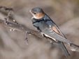 Hirundo daurica