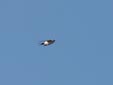 Hirundo daurica