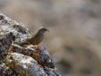 Prunella collaris