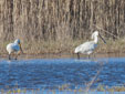 Platalea leucorodia