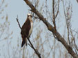 Pandion haliaetus