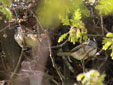Passer hispaniolensis