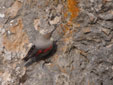 Tichodroma muraria