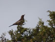 Turdus torquatus