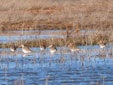 Limosa limosa