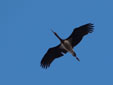 Ciconia nigra