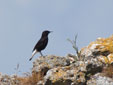 Oenanthe leucura