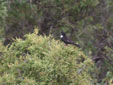 Turdus torquatus