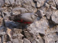 Tichodroma muraria