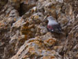 Tichodroma muraria