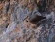 Tichodroma muraria