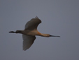 Platalea leucorodia