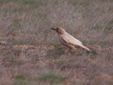 Platalea leucorodia