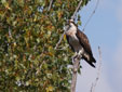 Pandion haliaetus