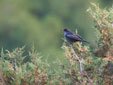 Turdus torquatus