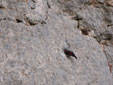 Tichodroma muraria
