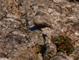 Tichodroma muraria