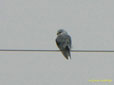 Elanus caeruleus