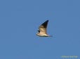Elanus caeruleus