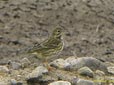Anthus pratensis
