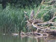 Ardea cinerea