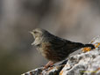 Prunella collaris