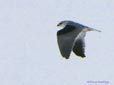 Elanus caeruleus